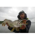 Gunki Grubby Shad