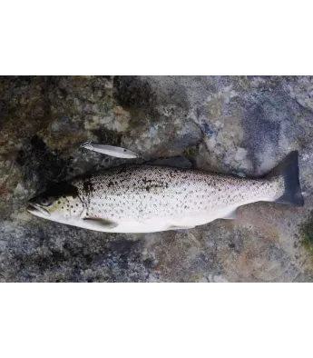 Viirastus Kraken handmade spoons for sea trout