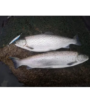 Viirastus Kraken handmade spoons for sea trout